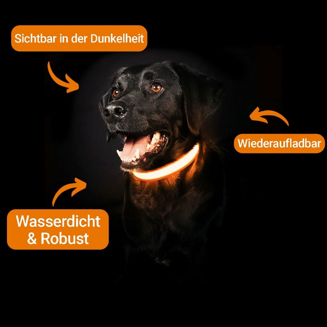 Leuchthalsband für Hunde | LED Hundehalsband | GlowHund
