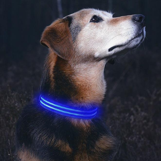 Leuchthalsband für Hunde | LED Hundehalsband | GlowHund
