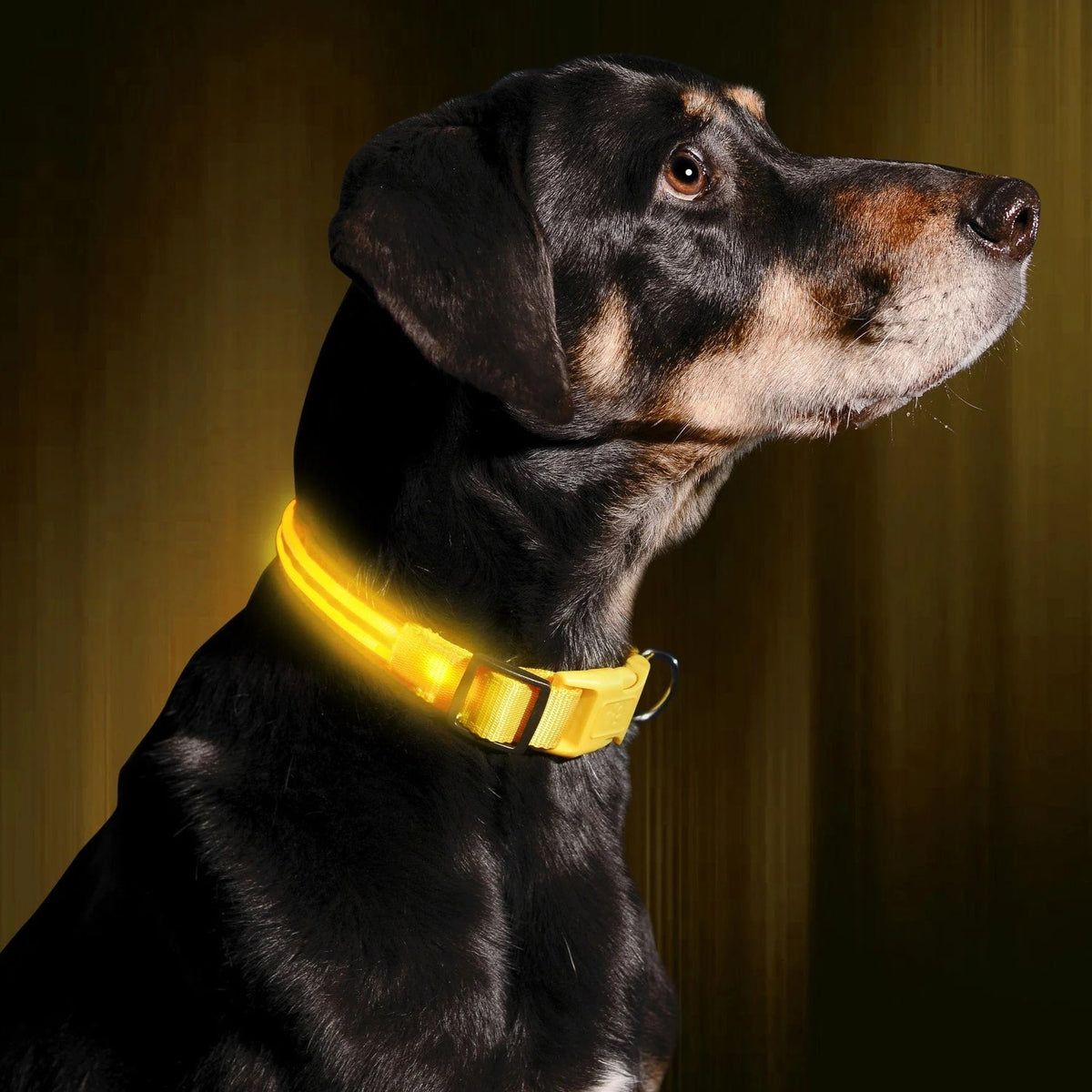 Leuchthalsband für Hunde | LED Hundehalsband | GlowHund