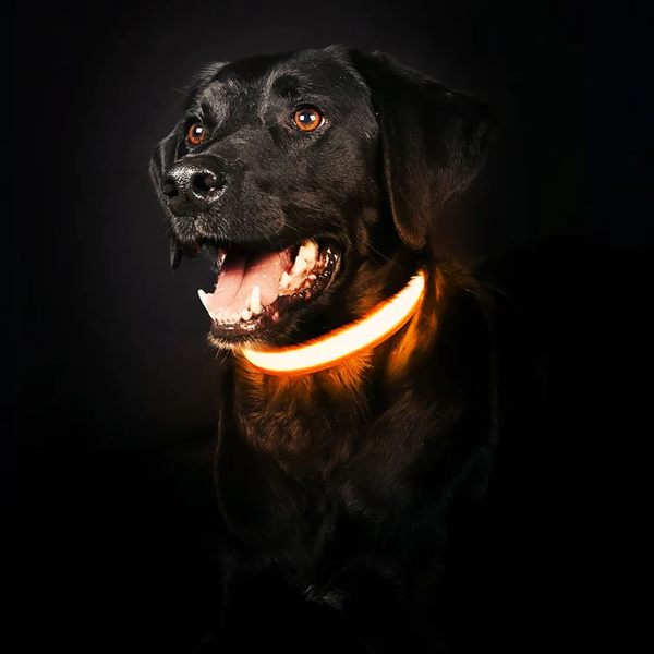 Leuchthalsband für Hunde | LED Hundehalsband | GlowHund